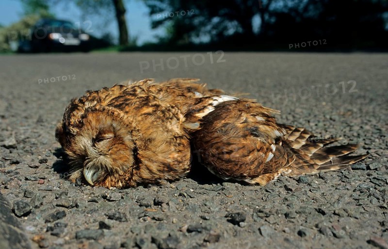 Tawny Owl