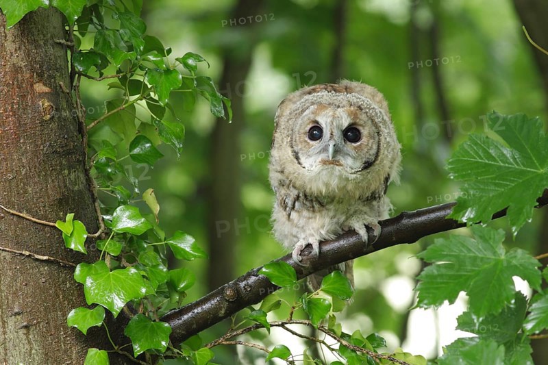 Tawny owl