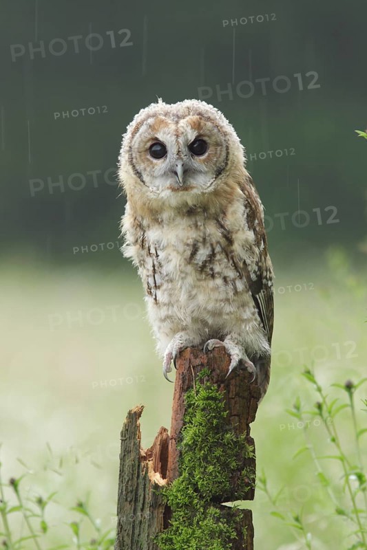 Tawny owl