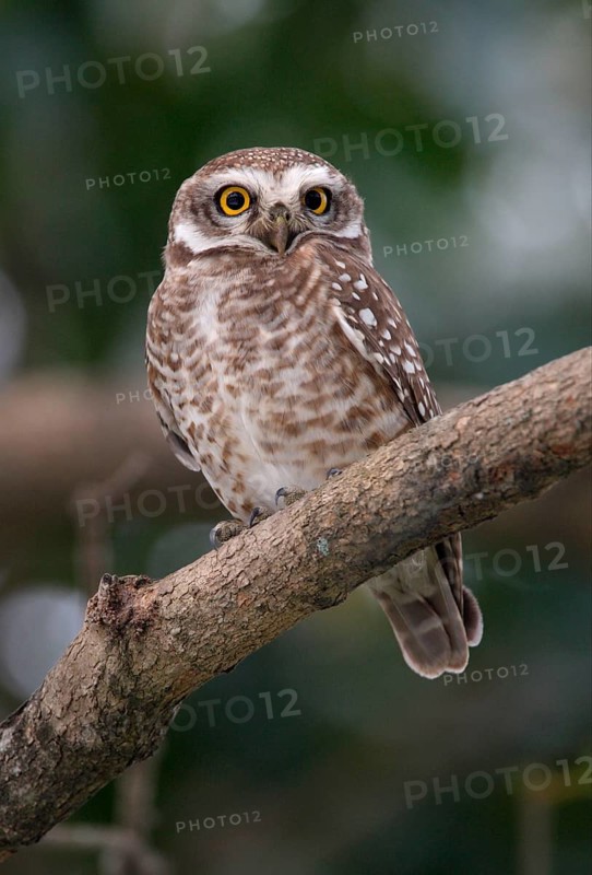 Spotted Owl