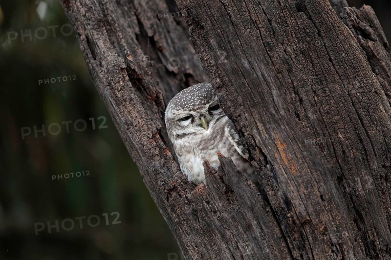 Spotted owlet