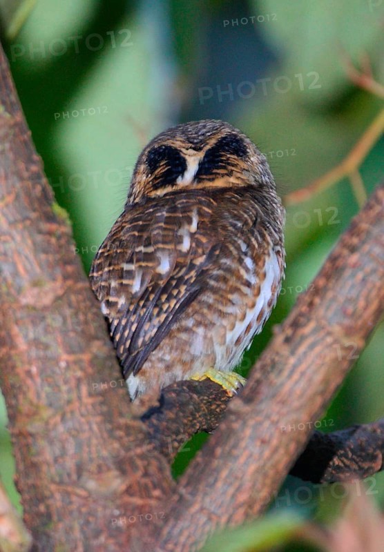 Collared Owlet