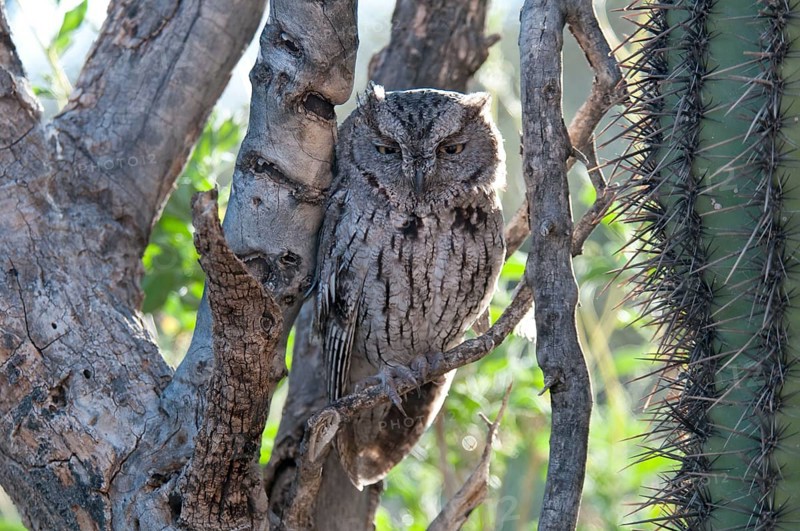 Western Screech-owl