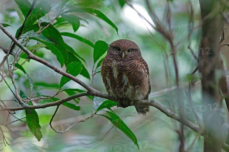Cuckoo Owl
