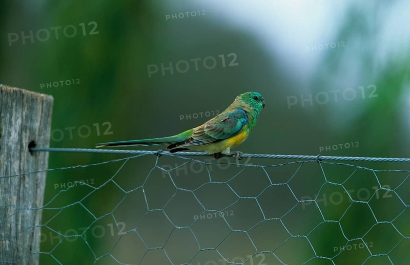 Red-rumped parrot