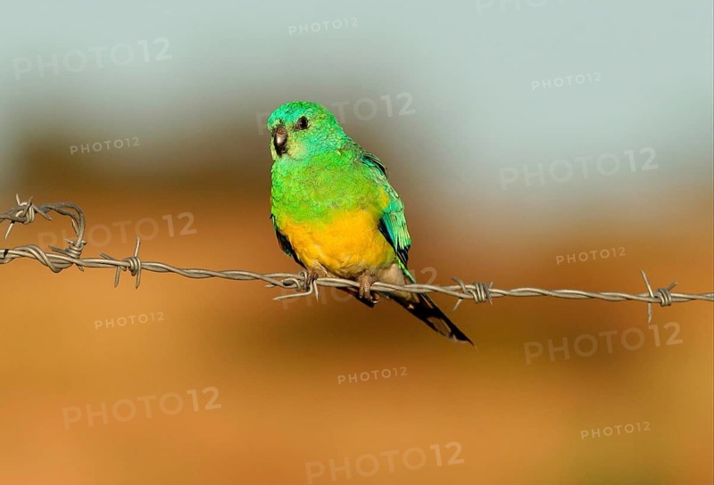 Red-rumped parrot