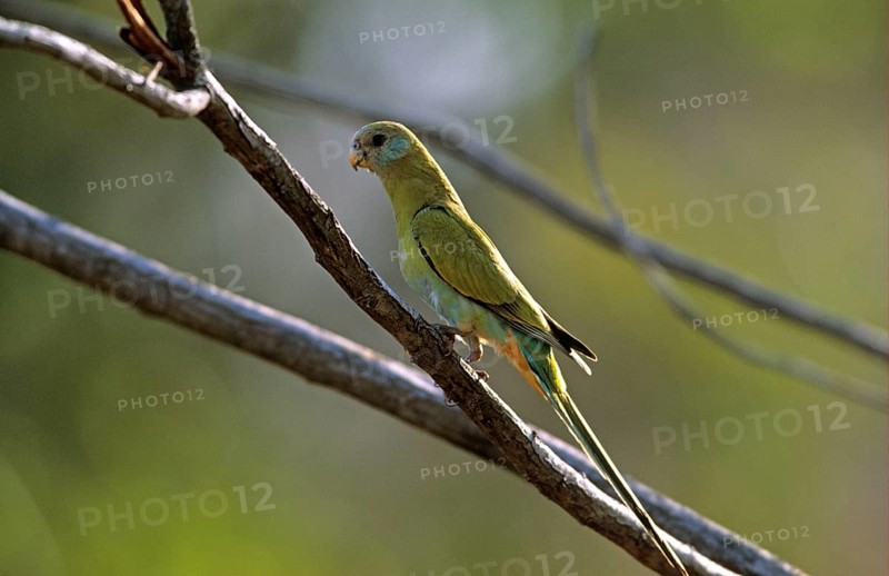 Hooded parrot