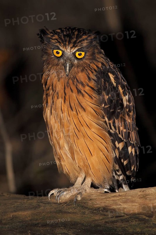 Adult buffy fish owl
