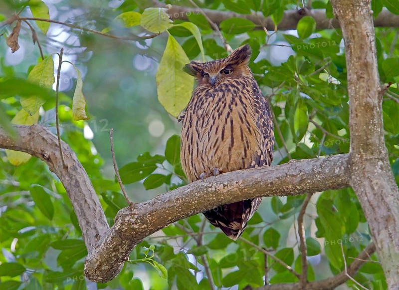 Tawny fish owl