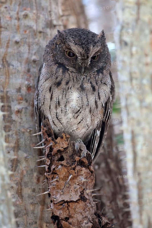 Madagascar Scops-owl