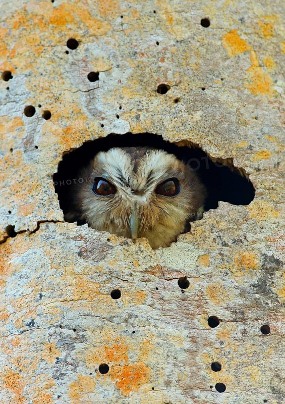 Cuban screech owl