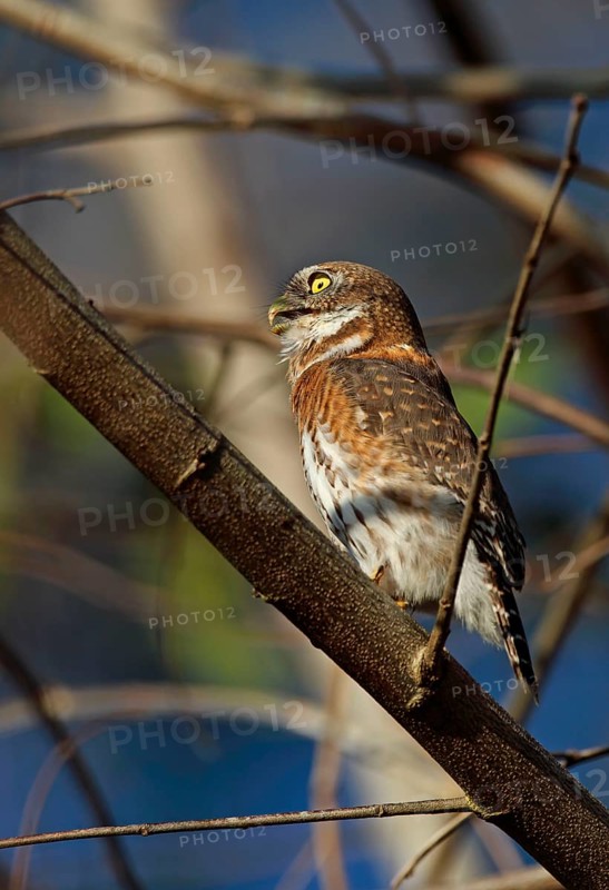 Cuban Pygmy Owl