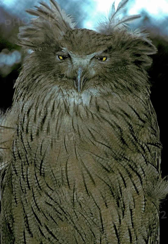 Blakiston's fish owl