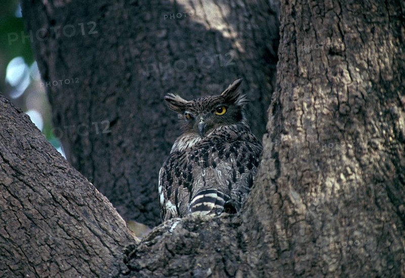 Waved-breasted Fish Owl