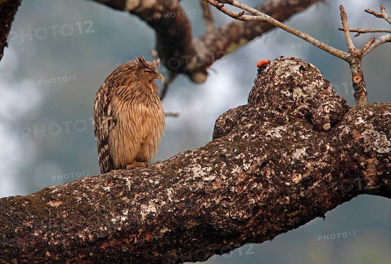Brown fish owl