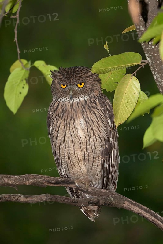 Brown fish owl