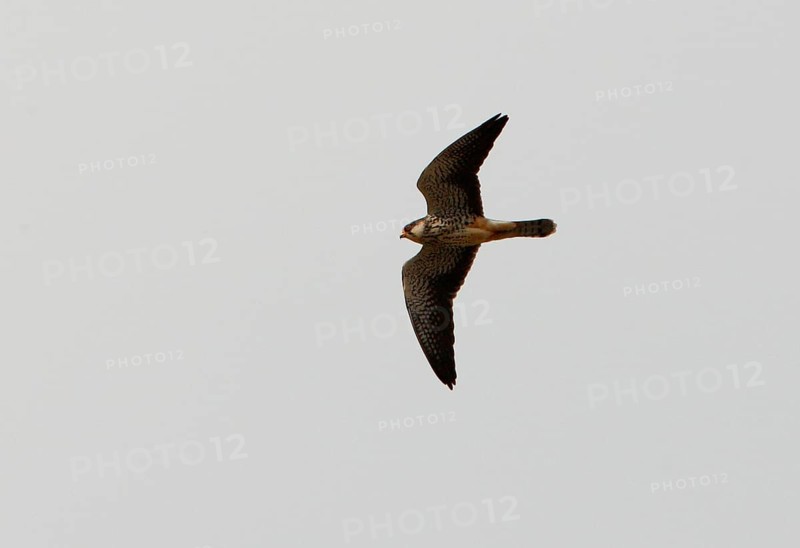 Amur falco