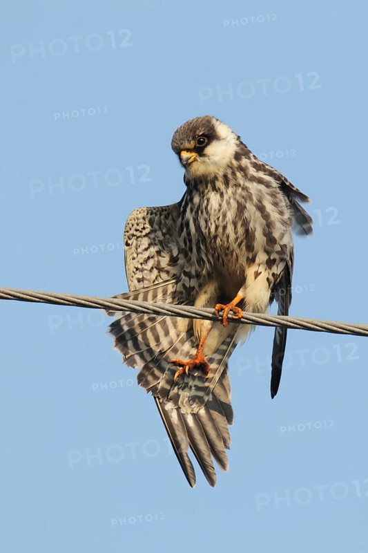 Amur falco
