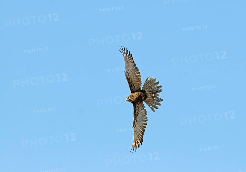 Northern Gosbrown falcon