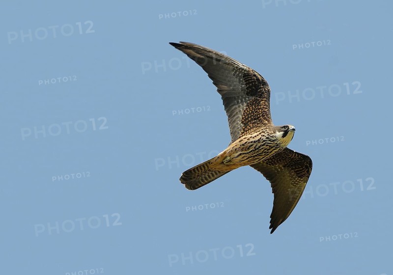 Eleonora's Falcon