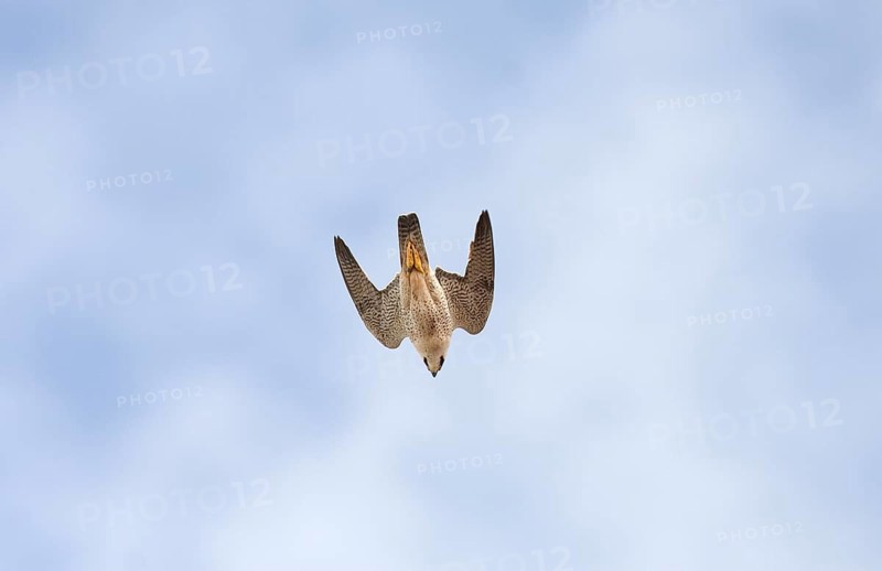 Desert falcon