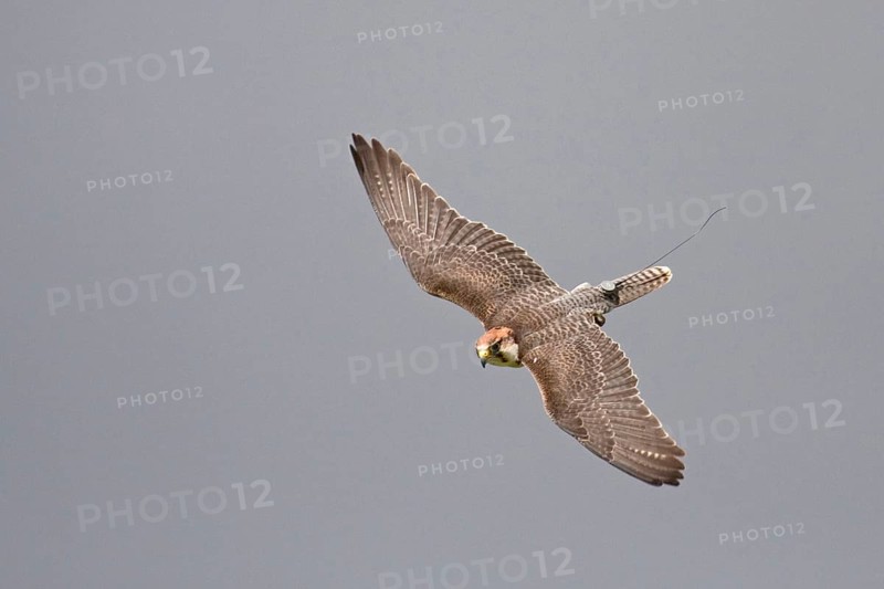 Lanner falcon