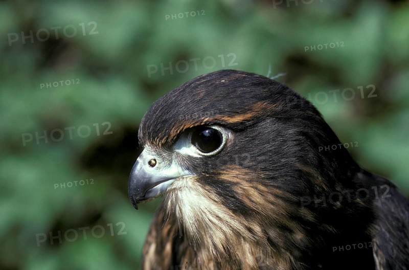 Maori Falcon