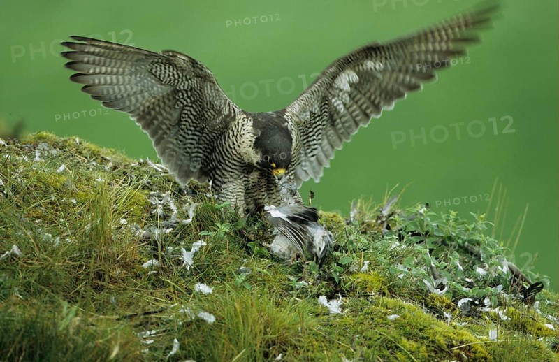 Peregrine falcon