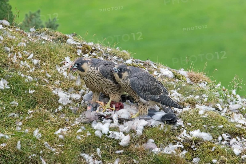 Peregrine falcon