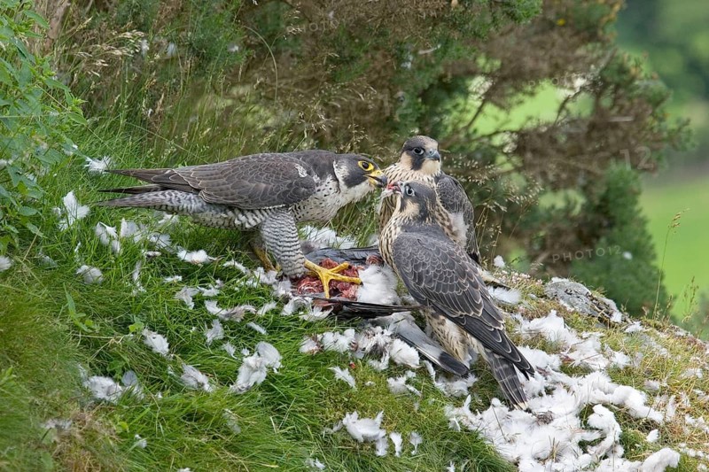Peregrine falcon
