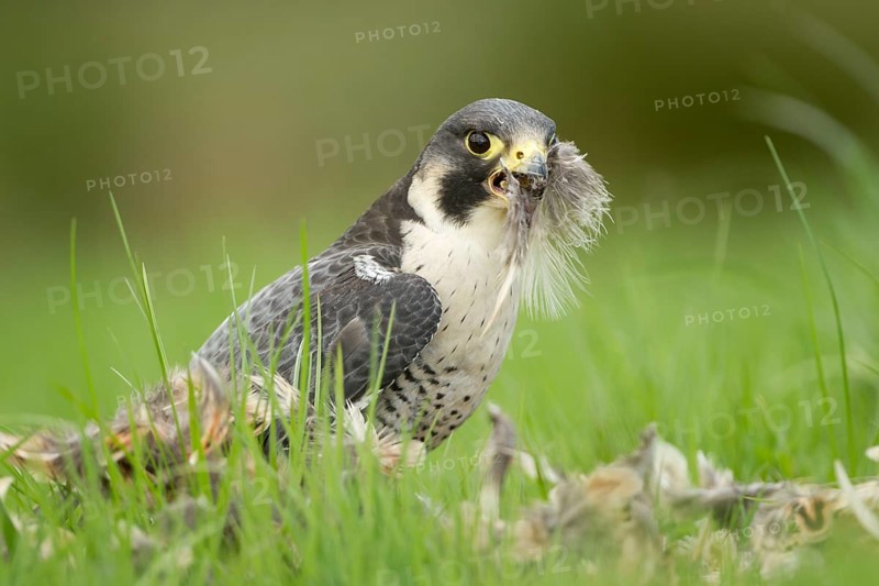 Peregrine falcon