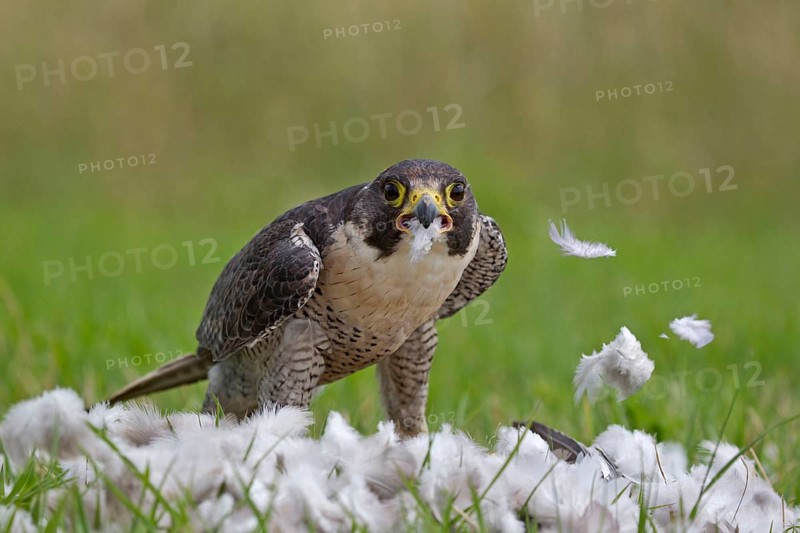 Peregrine falcon