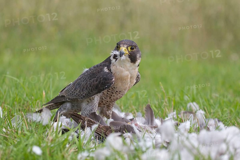 Peregrine falcon