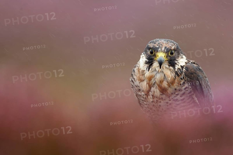 Peregrine falcon