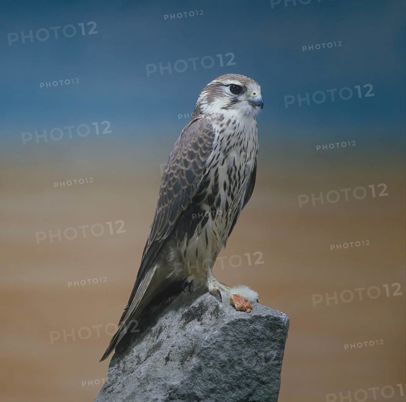 Prairie falcon