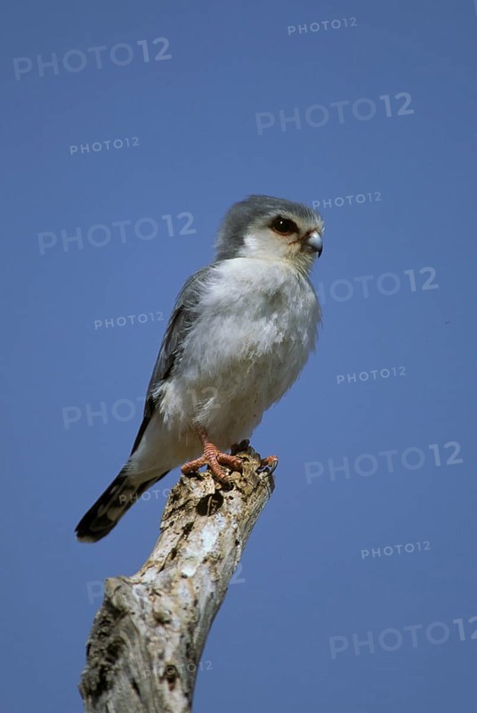 Collared Pygmy Falcon