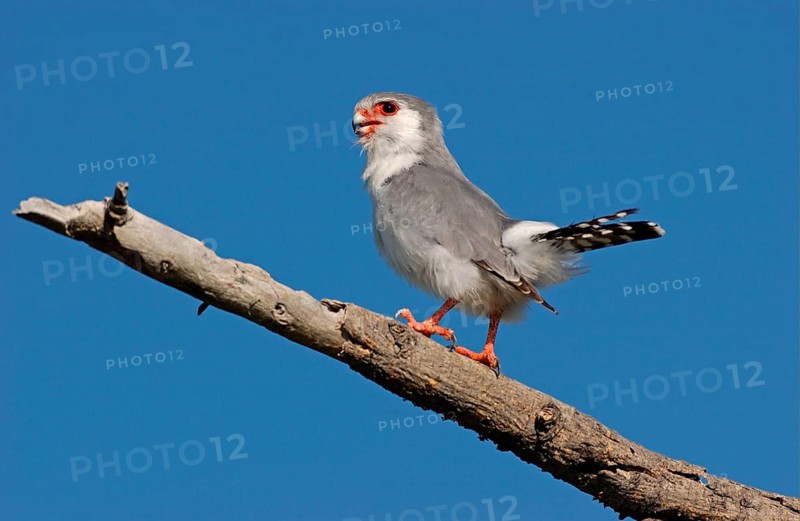 Collared Lesser Kestrel