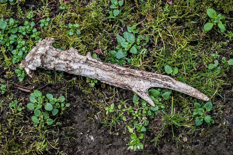 Knocked down antlers of a European european roe deer