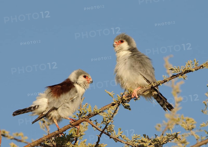 African Pygmy-falcon