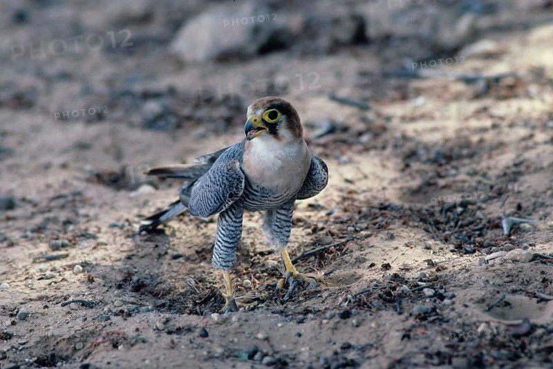Red-necked falcon
