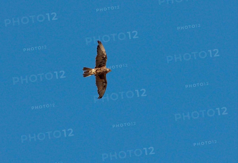 Saker Falcon