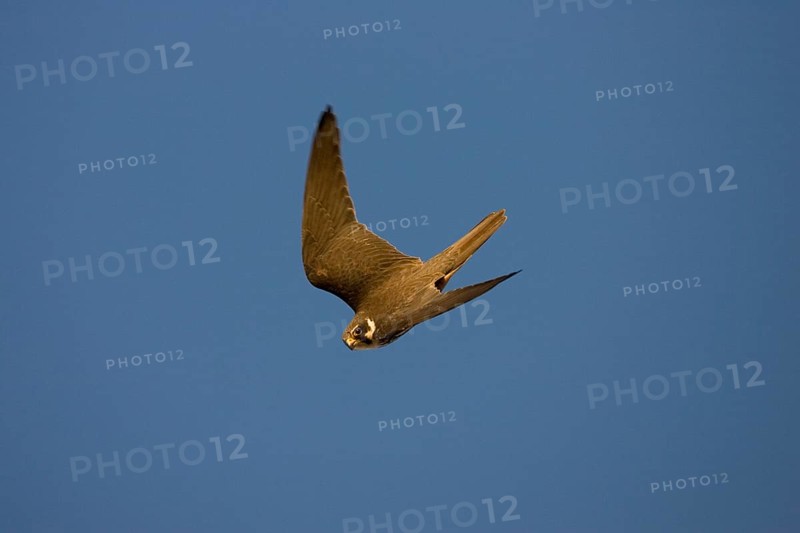 Eurasian hobbies