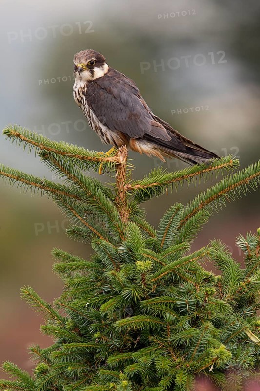 Eurasian eurasian hobby