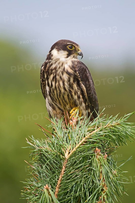 Eurasian Hobby
