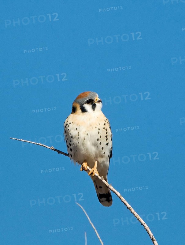 American Common Kestrel