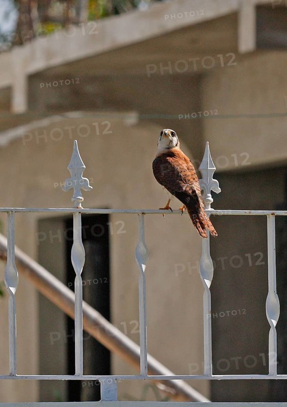 American Common Kestrel