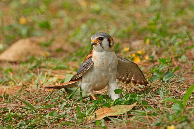 American Common Kestrel