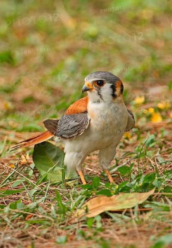 American Common Kestrel