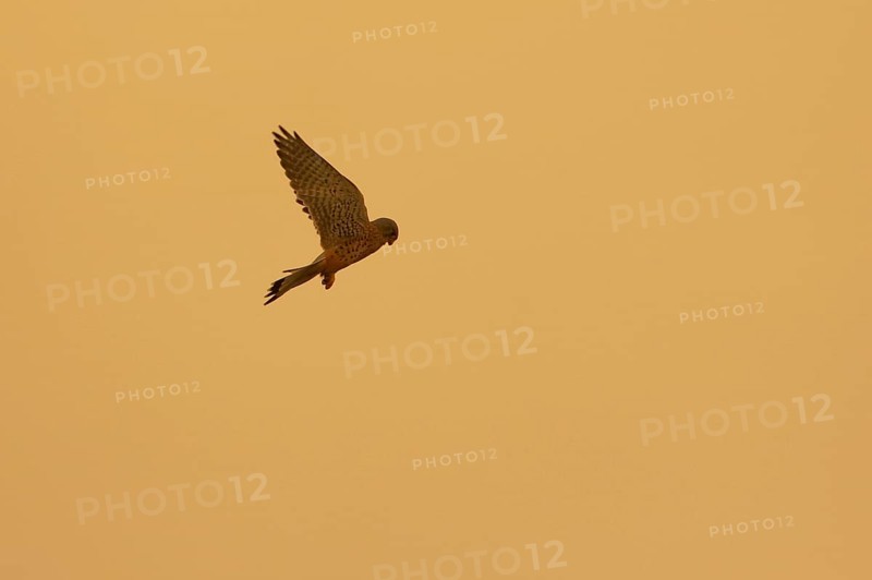 Common kestrel