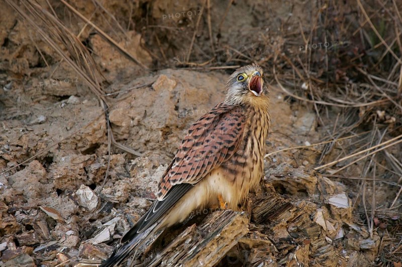 Common common kestrel